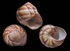 Helix lucorum - hlemýžď balkánský