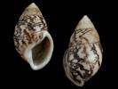 Amphidromus asper