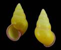 Amphidromus alicetandiacae