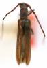 Aneflomorpha unispinosa