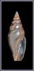 Ebenomitra ebenus