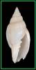 Ceratoxancus teramachii