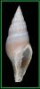 Ceratoxancus basileus
