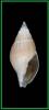 Ceratoxancus leios
