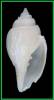Ceratoxancus lorenzi