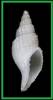 Ceratoxancus niveus