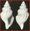 Gymnobela verecunda