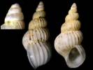 Epitonium pulchellum