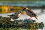 Coccothraustes coccothraustes coccothraustes - dlask tlustozobý evropský