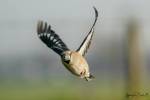 Coccothraustes coccothraustes coccothraustes - dlask tlustozobý evropský