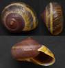 Hemiplecta obliqueundulata