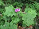 Geranium macrorrhizum - kakost oddenkatý