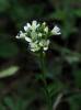 Arabis auriculata - huseník ouškatý