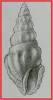 Drillia euphanes