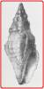 Drillia cratista