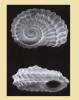 Pseudoliotia ocrinium