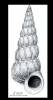 Epitonium turtonis