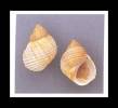 Echinolittorina millegrana
