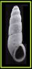 Pseudonoba ictriella