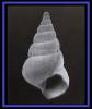 Styliferina translucida
