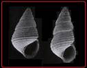 Diala sulcifera martensi