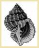 Bivetiella similis
