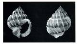 Bivetiella similis