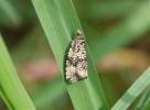 Syricoris lacunana - obaleč jahodníkový