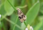 Syricoris lacunana - obaleč jahodníkový