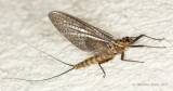 Epeorus assimilis - jepice peřejová