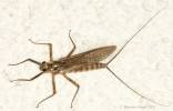 Epeorus assimilis - jepice peřejová