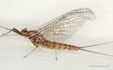 Epeorus assimilis - jepice peřejová
