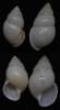 Amphidromus palaceus lemongensis