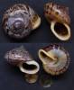 Cyclophorus stevenabbasorum