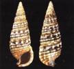 Lampanella minima - brakičník malý