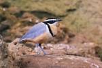 Pluvianus aegyptius - Egyptian Plover