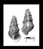 Brotia indragirica