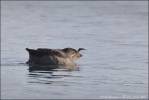 Aethia cristatella - Crested Auklet