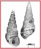 Brotia praetermissa