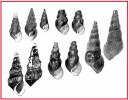 Brotia sumatrensis