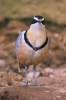 Pluvianus aegyptius - Egyptian Plover
