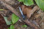 Orthetrum glaucum