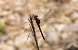 Orthemis ferruginea