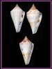 Conus brunneobandatus
