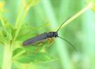 Oberea histrionis