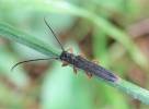 Oberea histrionis
