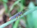 Oberea histrionis