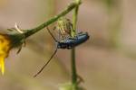 Phytoecia caerulescens caerulescens