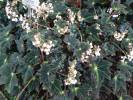Begonia bowerae 'Nigra'