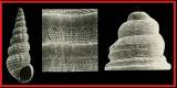 Bittium submammillatum